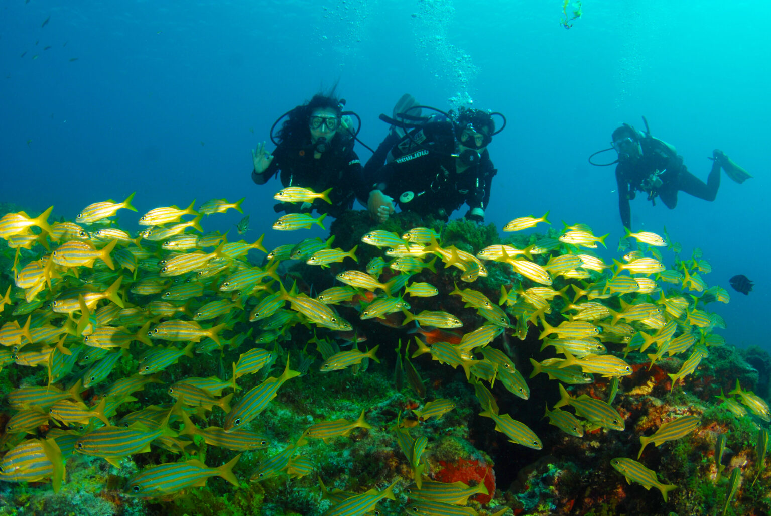 kovalam scuba diving