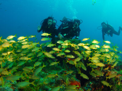 kovalam scuba diving