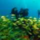 kovalam scuba diving